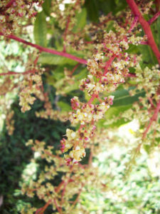 Mango Flowers 013